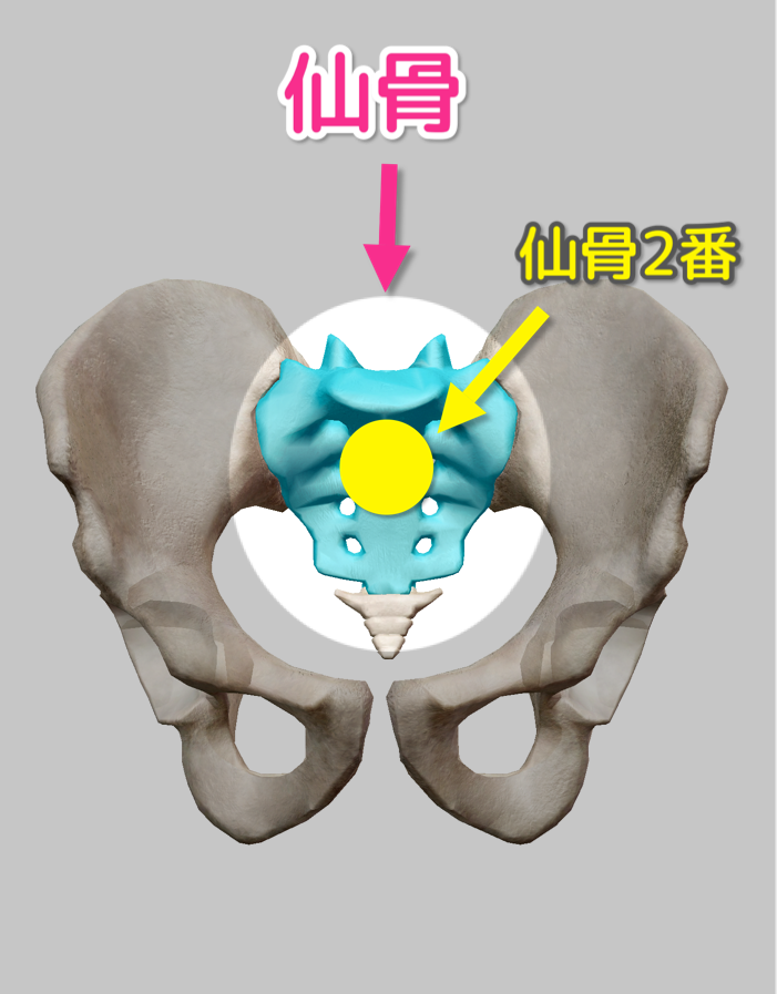 骨盤の骨と仙骨の図