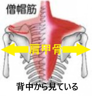 肩こりの原因筋である僧帽筋（そうぼうきん）の図