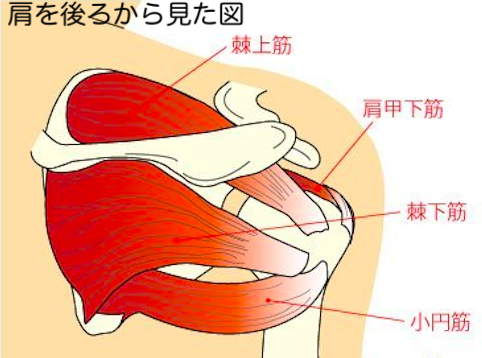 ４つの腱板筋である棘上筋、棘下筋、小円筋、肩甲下筋の図