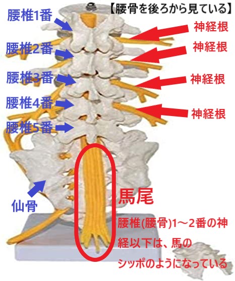 腰椎と仙骨を後ろから見ていて神経根と馬尾の位置を示す図