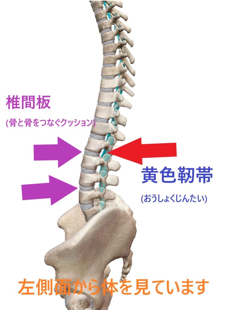 背骨の後ろで骨と骨を連結している黄色靭帯と前を位置取る椎間板の位置を示している図