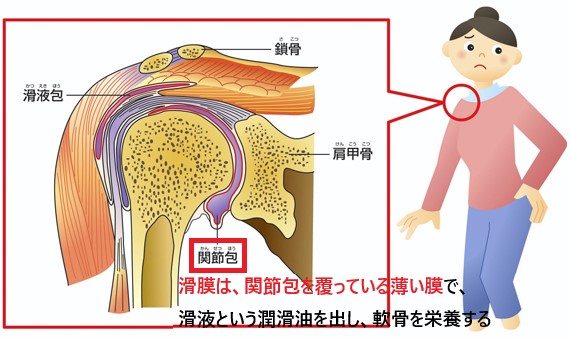 関節包と関節包を覆う滑膜の説明