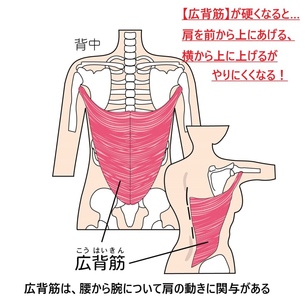 肩の痛みに関与する腰から腕につく広背筋は肩の伸展、内転、内旋の動きに関与があり、肩の動きに重要な治療ポイントとなる