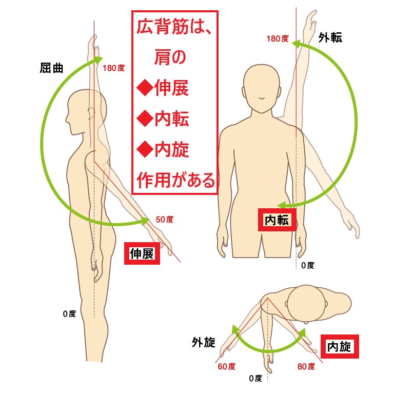 腰から腕についている広背筋は肩の動きに関与し、肩の伸展、内転、内旋作用がある
