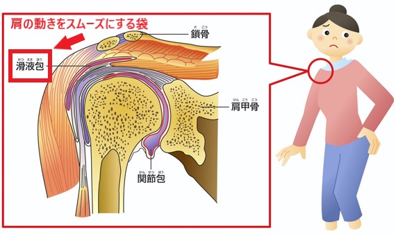 堅実な究極の 四十肩 筋骨格・内臓施術バイブル その他 - www 